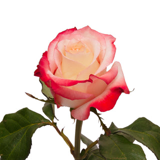 Cabaret Roses Peach roses - fresh-cut roses by Bloomingmore - ideal for weddings and floral events