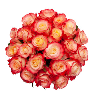 Cabaret Roses Peach roses - fresh-cut roses by Bloomingmore - ideal for weddings and floral events
