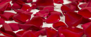 Red roses bulk flowers