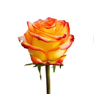 High and Magic Roses Yellow roses - fresh-cut roses by Bloomingmore - ideal for weddings and floral events