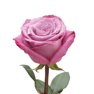 Lavender Roses - Express Delivery Pink roses - fresh-cut roses by Bloomingmore - perfect for gifting or decoration