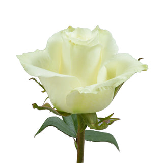 Mojito Roses White roses - fresh-cut roses by Bloomingmore - ideal for weddings and floral events