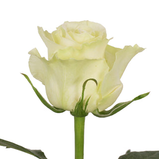 Mondial Roses White roses - fresh-cut roses by Bloomingmore - ideal for weddings and floral events