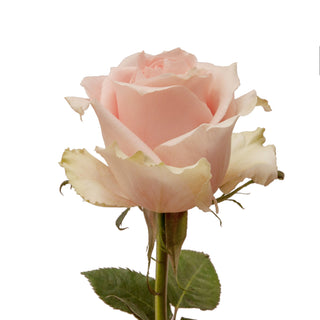 Novia Roses Pink roses - fresh-cut roses by Bloomingmore - ideal for weddings and floral events