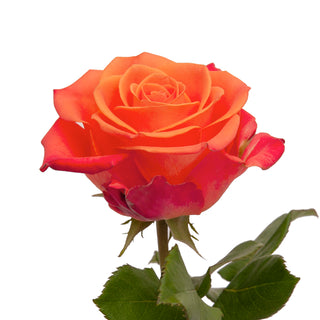 Orange Crush Roses Orange roses - fresh-cut roses by Bloomingmore - ideal for weddings and floral events