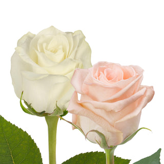 Peach & White Roses - Choose From 50 to 125 Stems White roses - fresh-cut roses by Bloomingmore - ideal for weddings and floral events