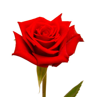 Scarlata Red Roses Red roses - fresh-cut roses by Bloomingmore - ideal for weddings and floral events