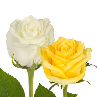 Yellow & White Roses White roses - fresh-cut roses by Bloomingmore - ideal for weddings and floral events