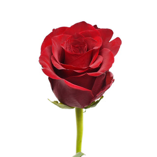 Explorer Red Roses Red roses - fresh-cut roses by Bloomingmore - ideal for weddings and floral events