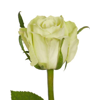 Green Tea Roses Green roses - fresh-cut roses by Bloomingmore - ideal for weddings and floral events