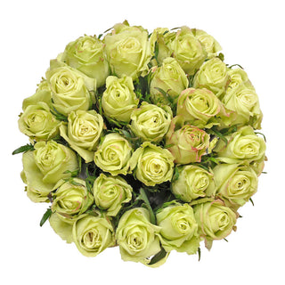 Green Tea Roses Green roses - fresh-cut roses by Bloomingmore - ideal for weddings and floral events
