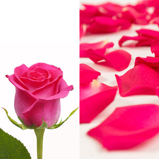 Hot Pink Roses & Rose Petals Pink roses - fresh-cut roses by Bloomingmore - ideal for weddings and floral events