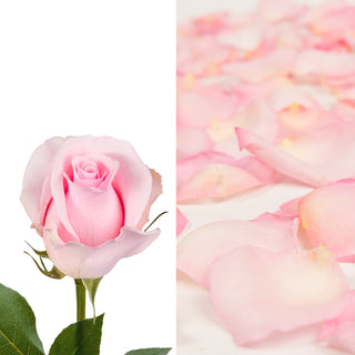 Pink Roses & Rose Petals Pink roses - fresh-cut roses by Bloomingmore - ideal for weddings and floral events