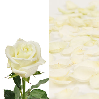 White Roses & Rose Petals White roses - fresh-cut roses by Bloomingmore - ideal for weddings and floral events