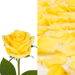 Yellow Roses & Rose Petals Yellow roses - fresh-cut roses by Bloomingmore - ideal for weddings and floral events