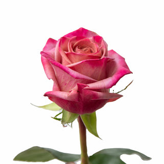 Barista Roses Pink roses - fresh-cut roses by Bloomingmore - ideal for weddings and floral events