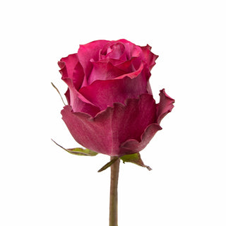 Blueberry Roses Pink roses - fresh-cut roses by Bloomingmore - ideal for weddings and floral events