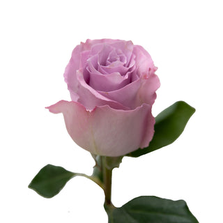 Blue Dream Roses Lavender roses - fresh-cut roses by Bloomingmore - ideal for weddings and floral events