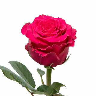 Full Monty Roses Pink roses - fresh-cut roses by Bloomingmore - ideal for weddings and floral events