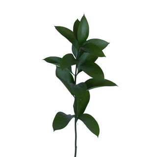 Israeli Green Ruscus Green flowers - fresh-cut flowers by Bloomingmore - ideal for weddings and floral events