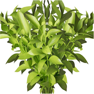 Pastel Lime Green Painted Ruscus Green flowers - fresh-cut flowers by Bloomingmore - ideal for weddings and floral events