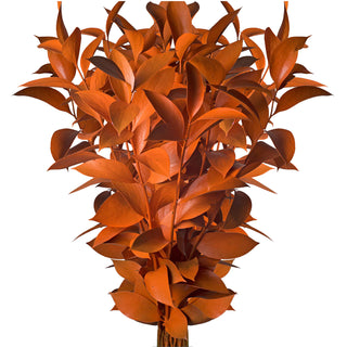 Orange Painted Ruscus Orange flowers - fresh-cut flowers by Bloomingmore - ideal for weddings and floral events