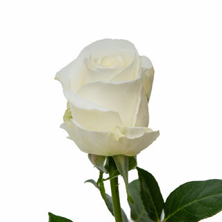 Tibet Roses White roses - fresh-cut roses by Bloomingmore - ideal for weddings and floral events