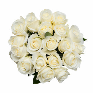 Tibet Roses White roses - fresh-cut roses by Bloomingmore - ideal for weddings and floral events
