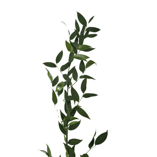 Italian Ruscus - 25 Bunches Green flowers - fresh-cut flowers by Bloomingmore - ideal for weddings and floral events