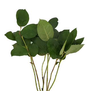 Salal Tips Green flowers - fresh-cut flowers by Bloomingmore - ideal for weddings and floral events