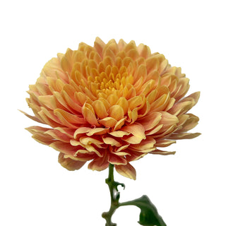 Salmon Oefa Cremon Salmon flowers - fresh-cut flowers by Bloomingmore - ideal for weddings and floral events