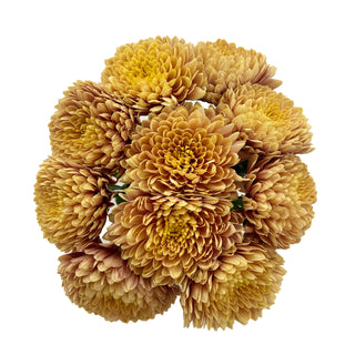 Salmon Oefa Cremon Salmon flowers - fresh-cut flowers by Bloomingmore - ideal for weddings and floral events