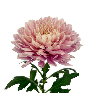 Salmon Pink Cremon Pink flowers - fresh-cut flowers by Bloomingmore - ideal for weddings and floral events