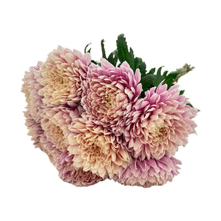 Salmon Pink Cremon Pink flowers - fresh-cut flowers by Bloomingmore - ideal for weddings and floral events