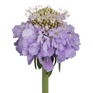 Lavender Scabiosa Lavender flowers - fresh-cut flowers by Bloomingmore - ideal for weddings and floral events