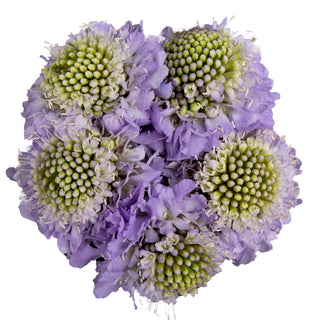 Lavender Scabiosa Lavender flowers - fresh-cut flowers by Bloomingmore - ideal for weddings and floral events