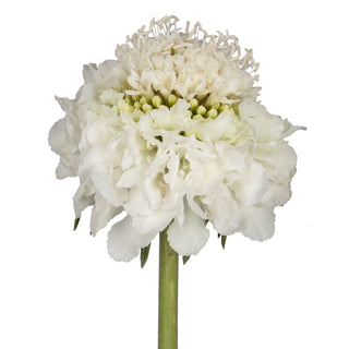 Milk Scabiosa White flowers - fresh-cut flowers by Bloomingmore - ideal for weddings and floral events