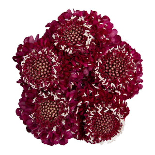 Raspberry Scabiosa Pink flowers - fresh-cut flowers by Bloomingmore - ideal for weddings and floral events