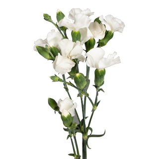 White Solomios White flowers - fresh-cut flowers by Bloomingmore - ideal for weddings and floral events