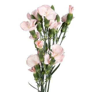 Light Pink Solomios Pink flowers - fresh-cut flowers by Bloomingmore - ideal for weddings and floral events
