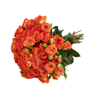 Orange Spray Roses Yellow roses - fresh-cut roses by Bloomingmore - ideal for weddings and floral events