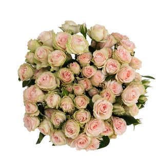 Peach Spray Roses Peach roses - fresh-cut roses by Bloomingmore - ideal for weddings and floral events