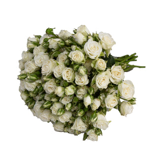 White Spray Roses White roses - fresh-cut roses by Bloomingmore - ideal for weddings and floral events