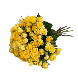 Yellow Spray Roses Yellow roses - fresh-cut roses by Bloomingmore - ideal for weddings and floral events