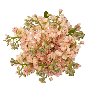 Apricot Stock Peach flowers - fresh-cut flowers by Bloomingmore - ideal for weddings and floral events