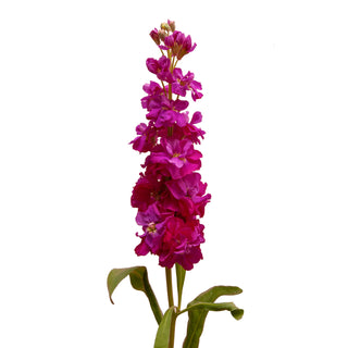 Dark Pink Stock Pink flowers - fresh-cut flowers by Bloomingmore - ideal for weddings and floral events