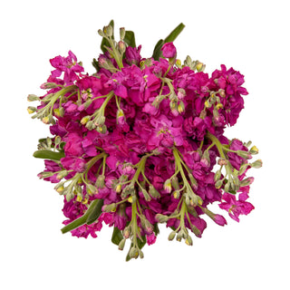 Fucsia Stock Pink flowers - fresh-cut flowers by Bloomingmore - ideal for weddings and floral events
