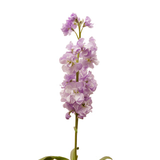 Lavender Stock Lavender flowers - fresh-cut flowers by Bloomingmore - ideal for weddings and floral events