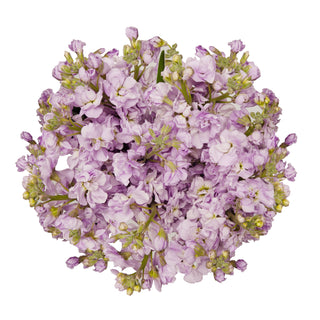 Lavender Stock Lavender flowers - fresh-cut flowers by Bloomingmore - ideal for weddings and floral events