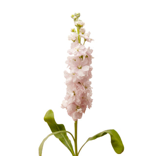 Baby Pink Stock Pink flowers - fresh-cut flowers by Bloomingmore - ideal for weddings and floral events